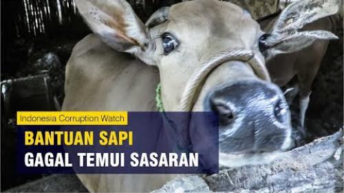 Embedded thumbnail for Bantuan Sapi Gagal Temui Sasaran